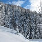 Alpine Snow
 /  